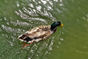 A duck swimming with ease representing how to manifest miracles in your life.
